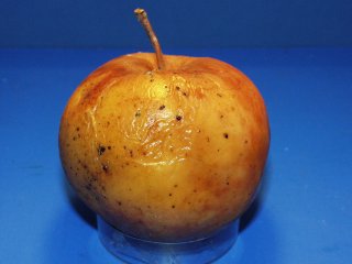 Botrytis rot. Foto door WFBR