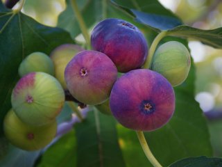 Figs at different levels of maturity. Photo by Olga Ilinich/Shutterstock.com