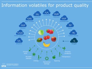 An overview of the most monitored VOCs in postharvest storage technology