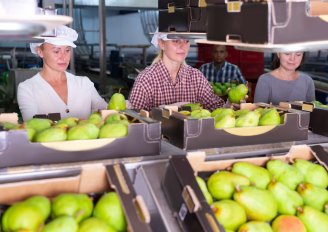 Manual inspection of pears. Photo by BearFotos/Shutterstock.com