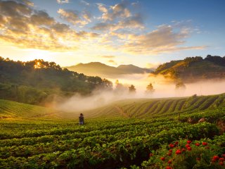 Aardbeien moeten worden geoogst op het koelste deel van de dag. Foto van sripfoto/Shutterstock.com