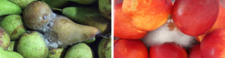 Botrytis or grey mould on pears and nectarines. Photo by WFBR