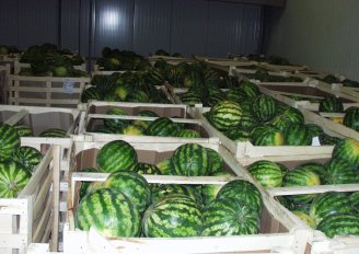 Cold storage of melons. Photo by WUR.