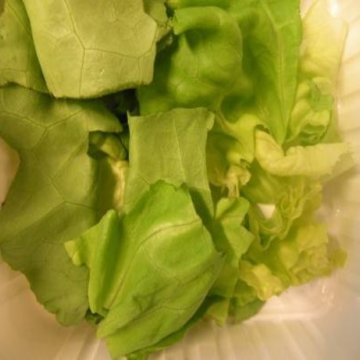 Fresh cut lettuce after 5 days storage in light at 12C.