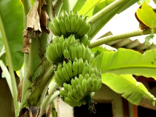 Figure 7. A bunch of green bananas. Source: mantigomo/shutterstock.com