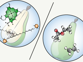 Volatilomics studies which volatile organic compounds are emitted by a product at a given time. Illustration made by Daria Chrobok/DC SciArt for WUR