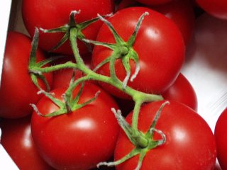 Fungal growth on calices of tomatoes. Photo by WUR. 