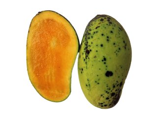 Mango showing external and internal problems. Photo by Sunet Suesakunkhrit/Shutterstock.com