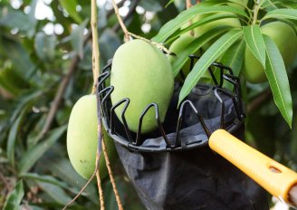 Werk met genoeg goede en schone materialen om de mango's te oogsten. Foto van wk1003mike/Shutterstock.com