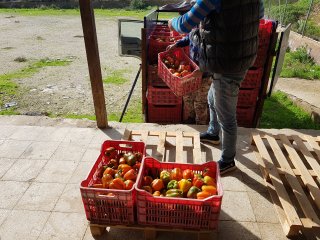 Deze kratten zijn goed gevuld met paprika's. Foto van WUR