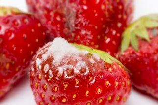 Aardbeien geïnfecteerd met Botrytis. Foto van WUR