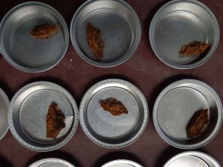 Drying samples in the oven as part of the %dry matter content determination. Photo by WUR