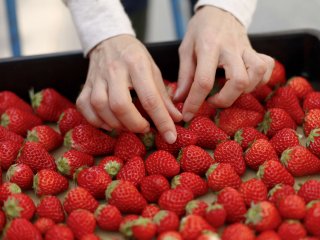 Aardbeientextuur is een indicatie voor resterende houdbaarheid. Foto van kazoka/Shutterstock.com