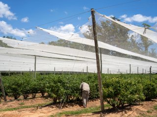 Blueberry plantation. Photo by Raota/Shutterstock.com