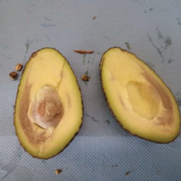 Interne bruinverkleuring bij avocado. Foto van WUR