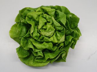 Butterhead lettuce with an attractive fresh appearance. Photo by WUR
