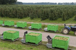 Pears in the orchard. Photo by hans engbers/Shutterstock.com