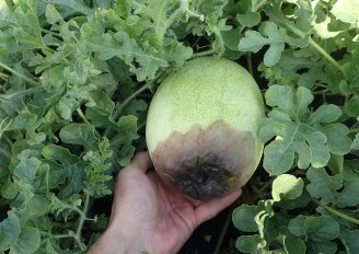 Harvesting Stages: Half slip and Full slip stage of melons #B.Sc  agriculture 