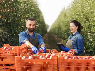 Twee mensen in de boomgaard met een data recorder. Foto van Prostock-studio/Shutterstock.com