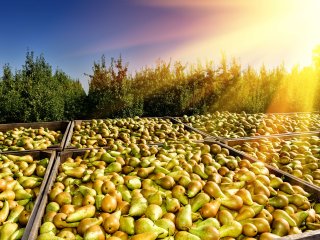 Pears in the field. Photo by symbiot/Shutterstock.com