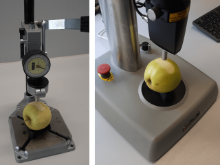 Examples of Magness-Taylor firmness measurement using penetrometers. Photo by WUR.