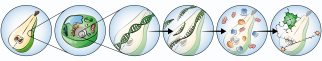 A fresh product consists of cells in which DNA is present. Omics studies the DNA (genomics), the transcription of this DNA (transcriptomics), the proteins and enzymes that are created (proteomics), and the metabolites and volatiles (metabolomics and volatilomics). Illustration created by Daria Chrobok/DC SciArt for WUR