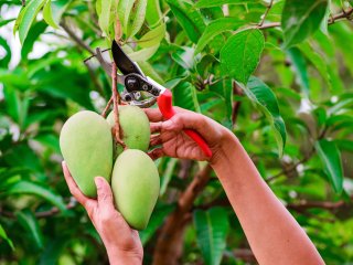 Harvesting mangos.