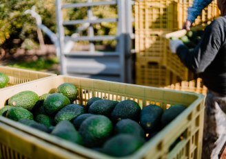 Loading at avocado farm. Photo by anarociogf/Shutterstock.com